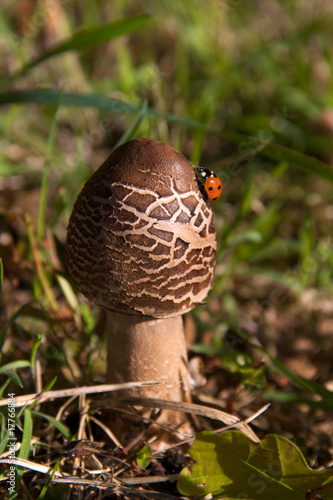 Photo: Mushroom with lady beetle in the autumn sun. Mushroom with lady beetle in the autumn sun.