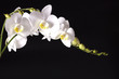 Orchid on black background