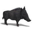 dangerous black boar is stiff-bristled dangerous black boar is stiff-bristled