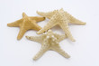 coquillage