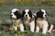 trois chiots saint bernard assis côte à côte