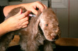 vaccination d'un chiot bedlington,ça pique un peu !