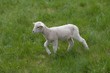 mouton