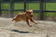 Struppi