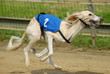 Saluki