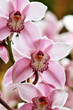 Orchid