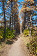 Footpath in alley an autumn