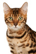 Bengal cat