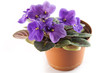 violet violet