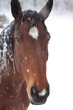 Cheval sous la neige