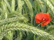 Coquelicot