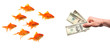 group of goldfish lured by hand with money