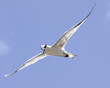Free Glider