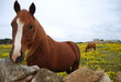 cavallo