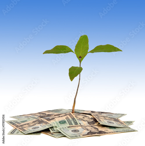 Photo: Money tree Money tree