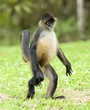 spider monkey adult walking on hind legs , costa rica spider monkey adult walking on hind legs , costa rica