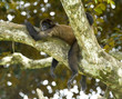 spider monkey adult laying on tree branch , costa rica spider monkey adult laying on tree branch , costa rica