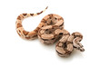 Arabesque Columbian red-tailed boa Arabesque Columbian red-tailed boa