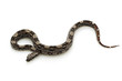 black Columbian red-tailed boa (Boa constrictor constrictor) iso black Columbian red-tailed boa (Boa constrictor constrictor) iso