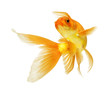 gold fish gold fish