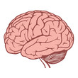 human brain