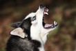 Husky