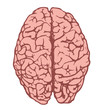 human brain from above