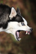 Husky greift an!
