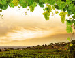 Vineyard by sea and grapevine