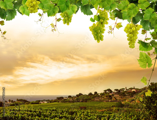 Vineyard by sea and grapevine
