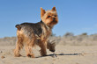 Yorkshire terrier sur la plage