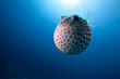Photo: ocean and yellowspotted burrfish ocean and yellowspotted burrfish