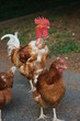 poule & coq