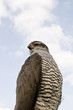Peregrine