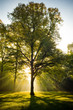 Baum im Gegenlicht