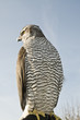 Bird of prey