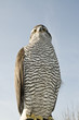 Staring peregrine