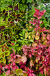 Red and green leaves