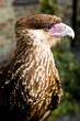 Buzzard