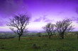 Trees under a fairytale lilac sky