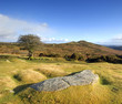 Tree and granite boulder near Sharp Tor, Dartmoor