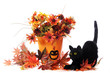 Halloween Cat