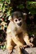 cute squirrel monkey