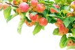 Ripe red apples with branch isolated on white Ripe red apples with branch isolated on white