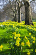Daffodils in St. James's Park