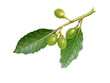 Green laurel fruit