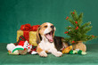 Beagle puppy with Christmas tree, gift and toys