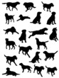 labrador vector