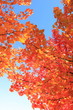Herbstlaub in leuchtendem Rot, rote Blätter am Baum Herbstlaub in leuchtendem Rot, rote Blätter am Baum