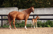 mare & baby horses mare & baby horses